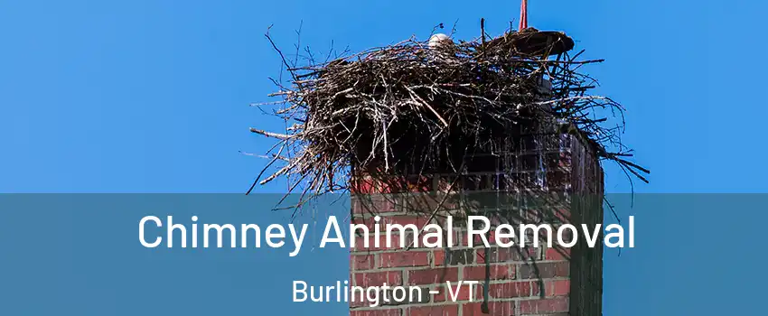Chimney Animal Removal Burlington - VT