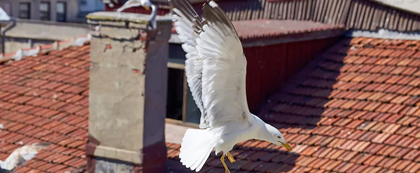 Residential Chimney Animal Removal Solution in Burlington, VT