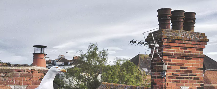 Chimney Cleaning And Restoration in Burlington, Vermont